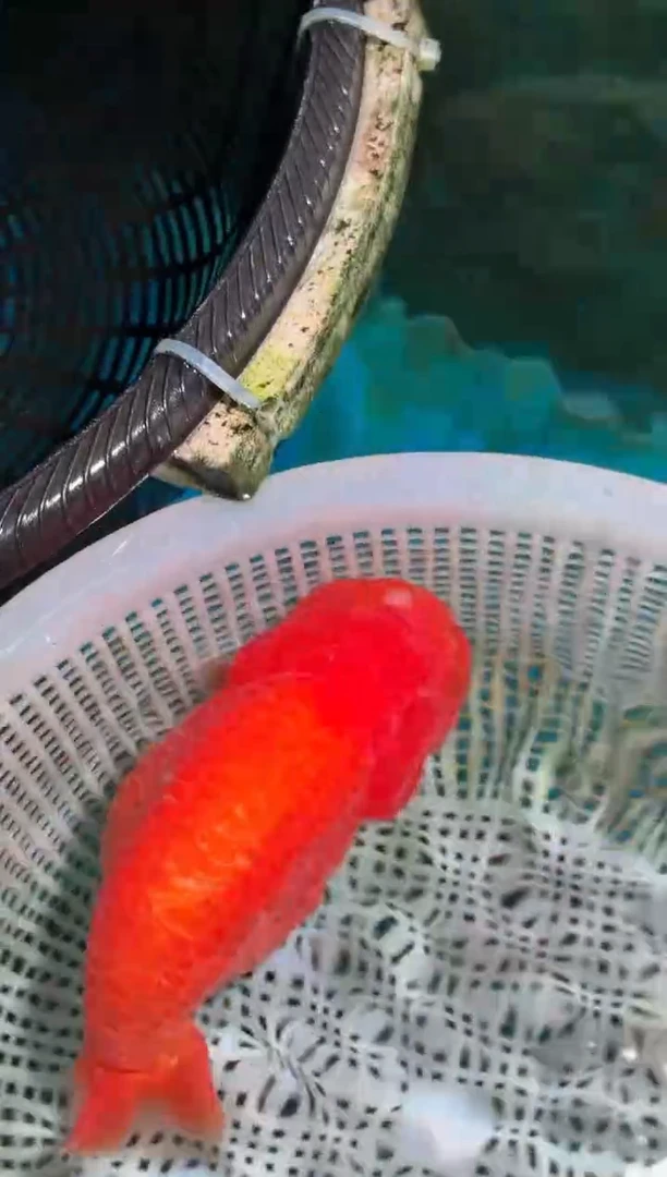 金鱼（运费自理，马印灯照射）福州追鱼兰寿金鱼