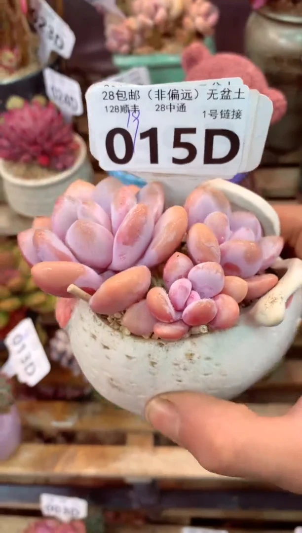 015D（一物一拍，精品多肉，w所见即所得 ）