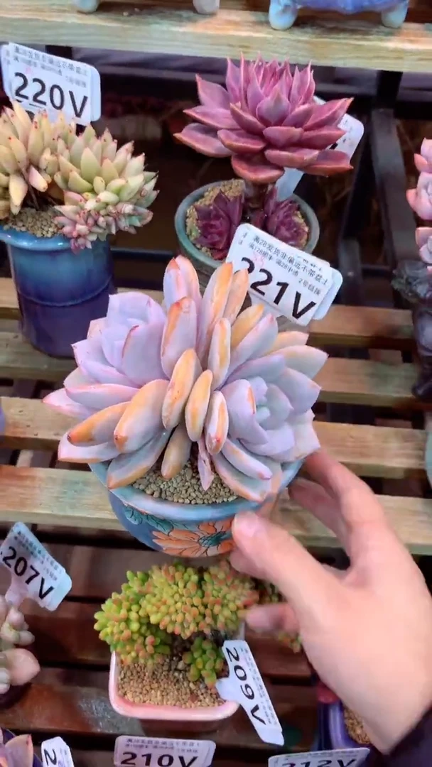 221V(一物一拍实付满28发货，默认不带盆土）