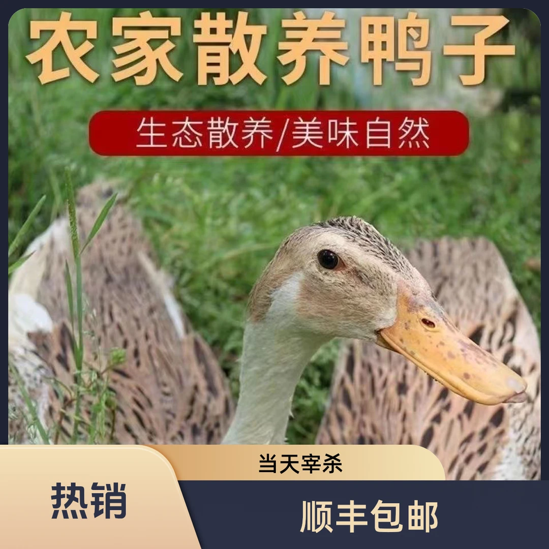 【顺丰包邮】农家散养老鸭子新鲜土鸭整只水鸭当天杀无掌无翅无内脏
