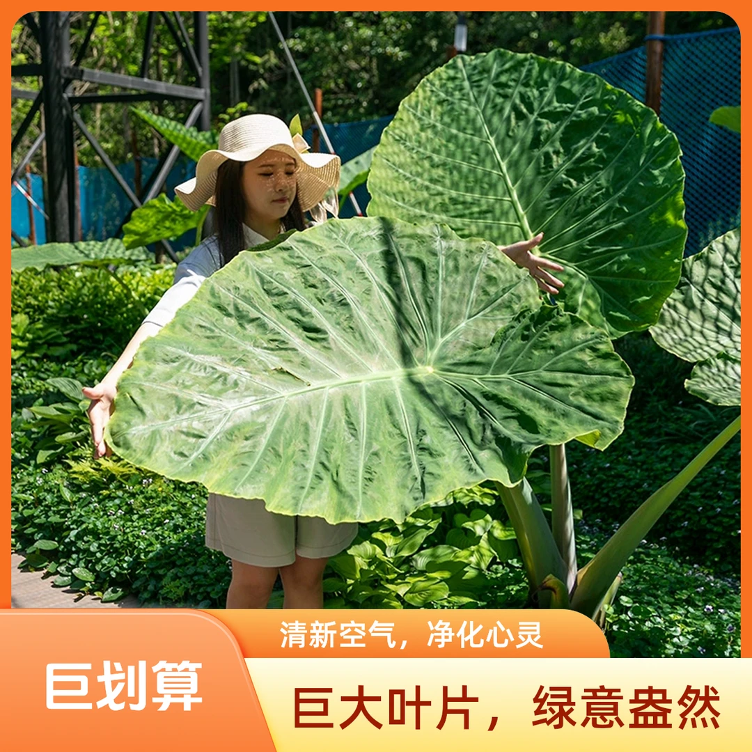 巨型象耳芋老桩庭院室内外造景易成活观叶绿植盆栽