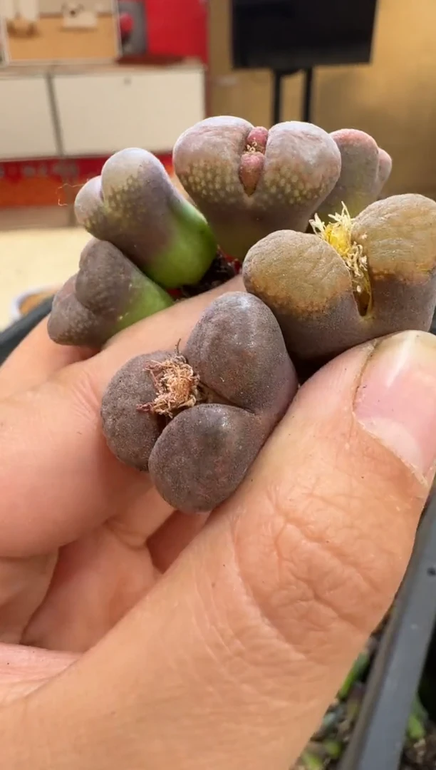 6-29多肉植物肉锥