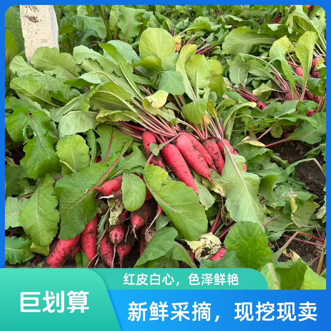 【沙洼菜地】小红皮水萝卜带缨子发货