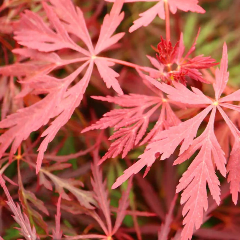 ①-约旦黄金枫金隐进口日本彩叶红枫掌叶阳台庭院枫树小苗盆栽盆景