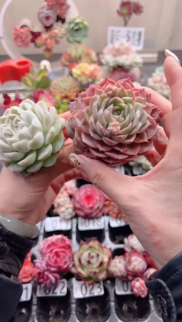 【闪购商品】两个大单头