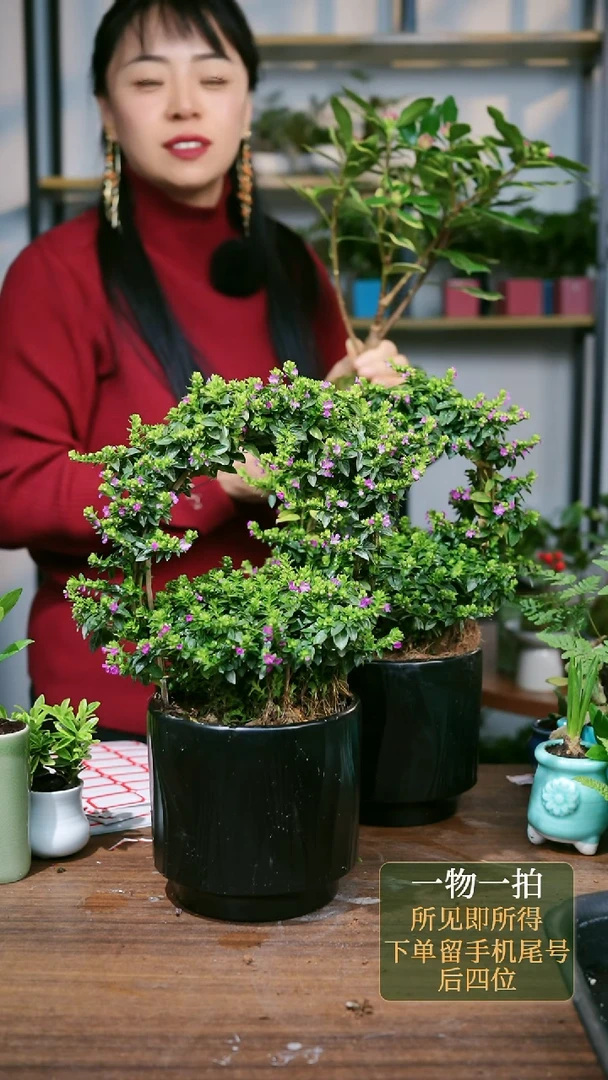 【闪购商品】133---7816满天星黑