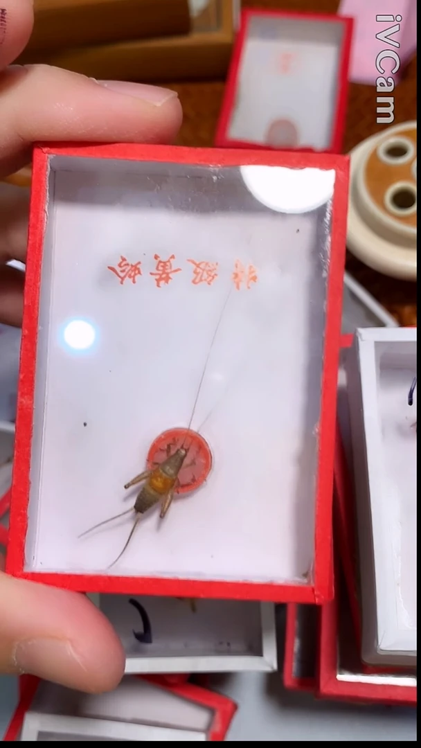 新到凤仙子全品一条