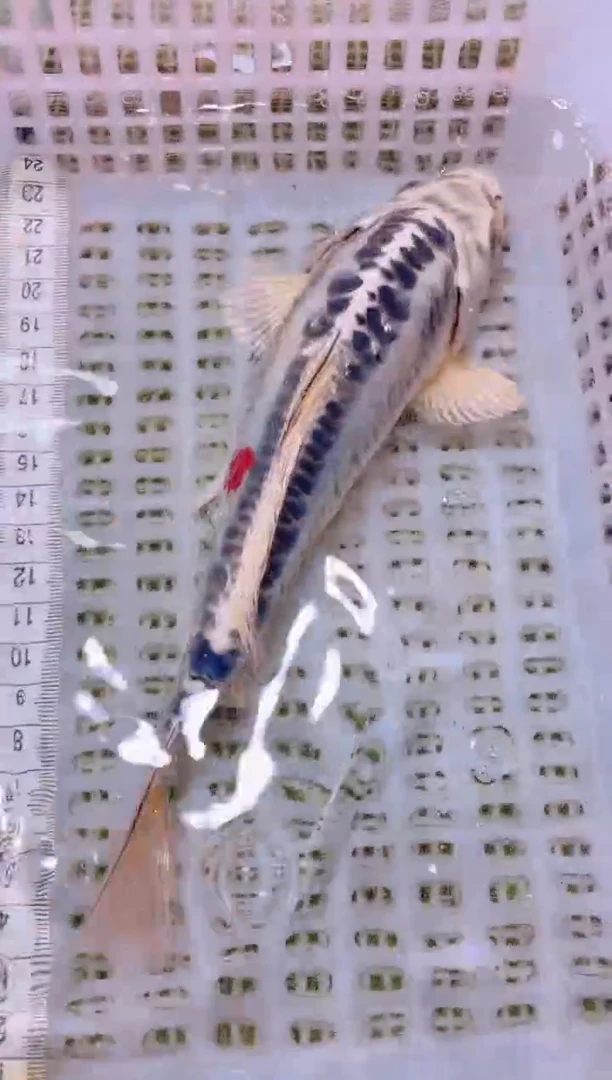 锦鲤冷水观赏鱼全场包邮197