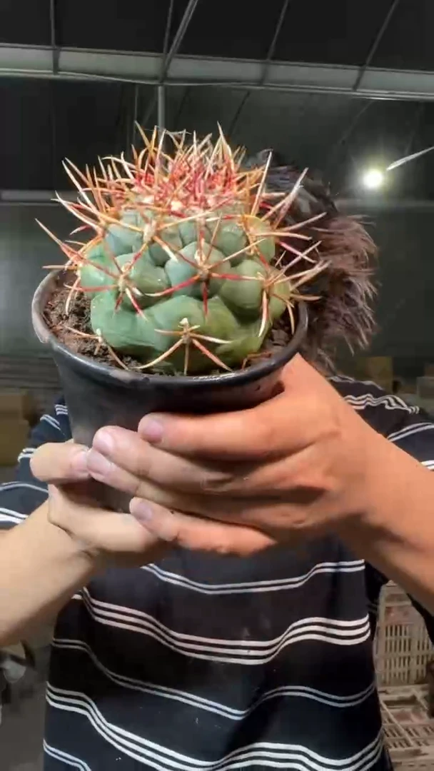 绯冠龙【带根】7-10cm