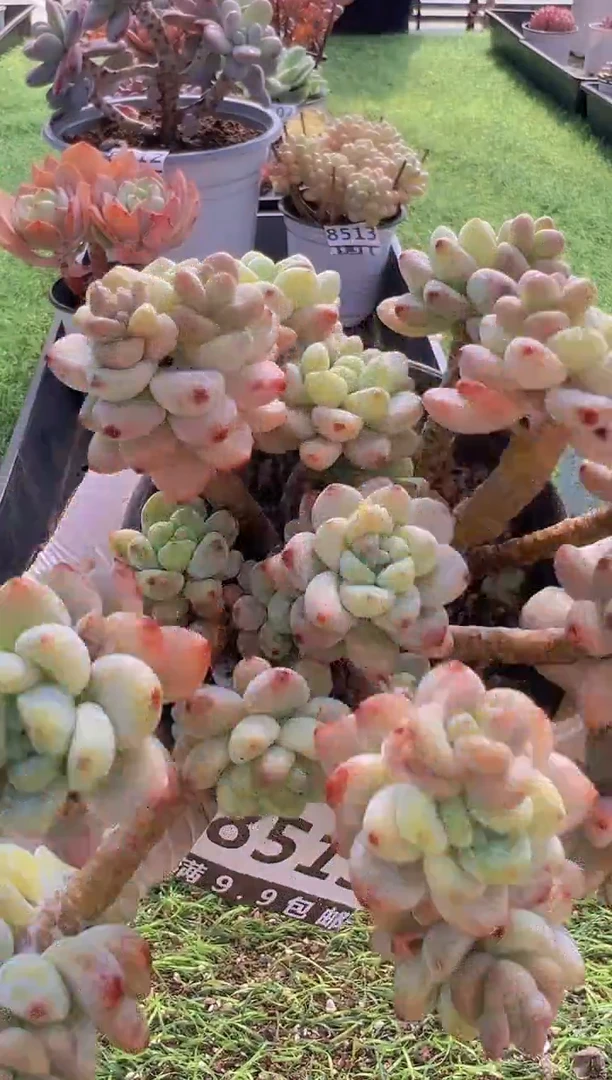 【闪购商品】信福多肉一物一拍