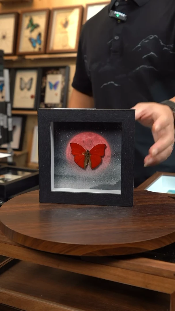 血漪蛱蝶4寸黑色方框日落