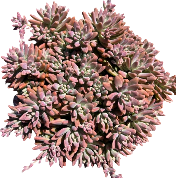 秋丽多肉植物地栽群生阳台盆栽绿植好养越晒越红[20公分多肉盆栽