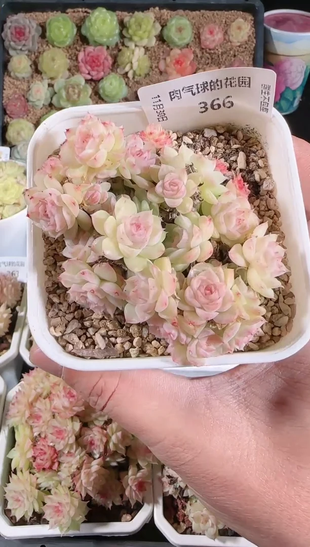 1130-366多肉群生不包整