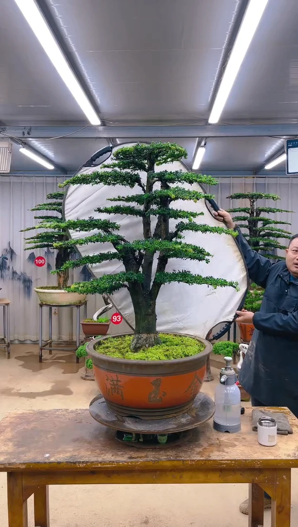 无花朵精品盆景  一物一拍