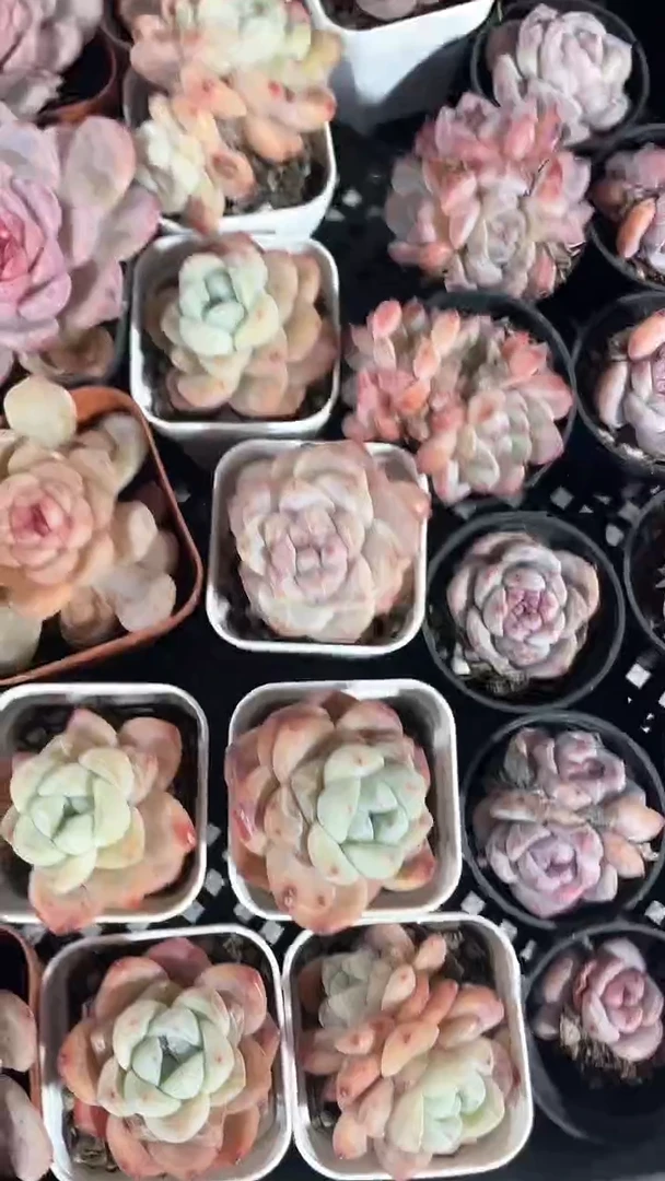 【闪购商品】685多肉