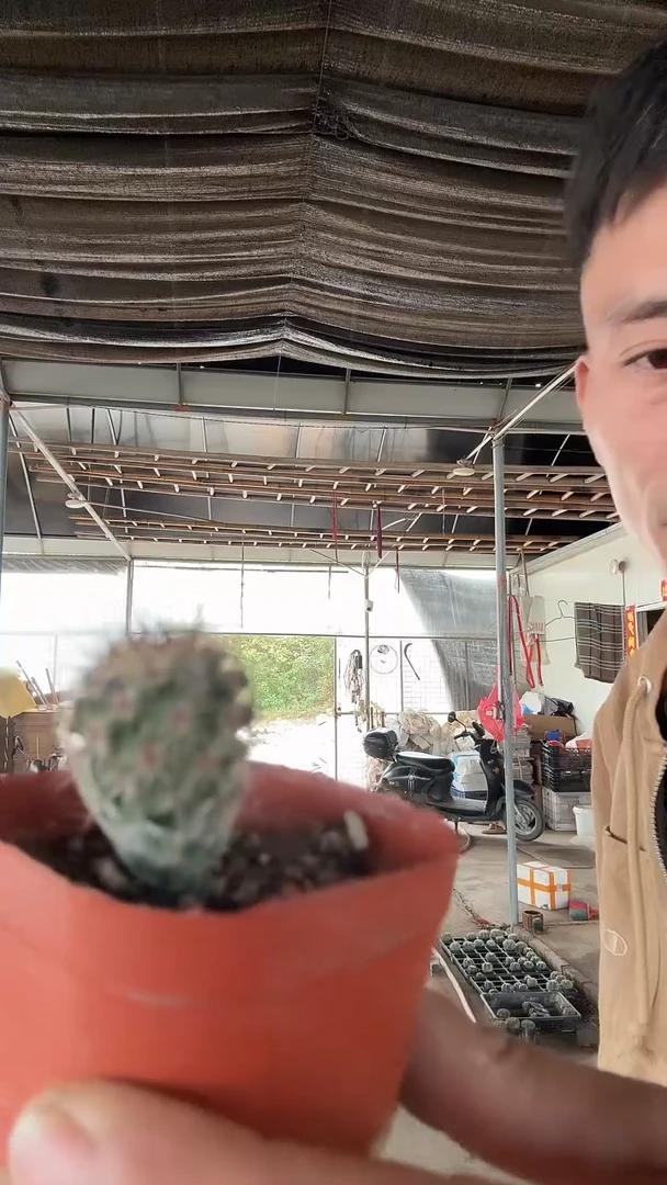 实生滕荣丸39.99