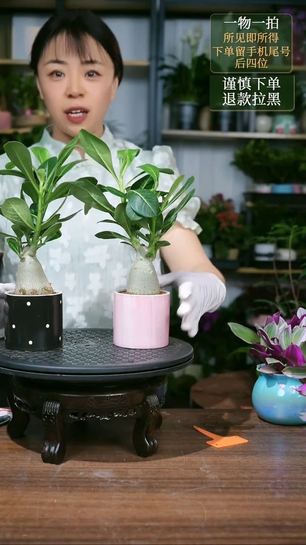 无花朵1----沙漠玫瑰盆随机