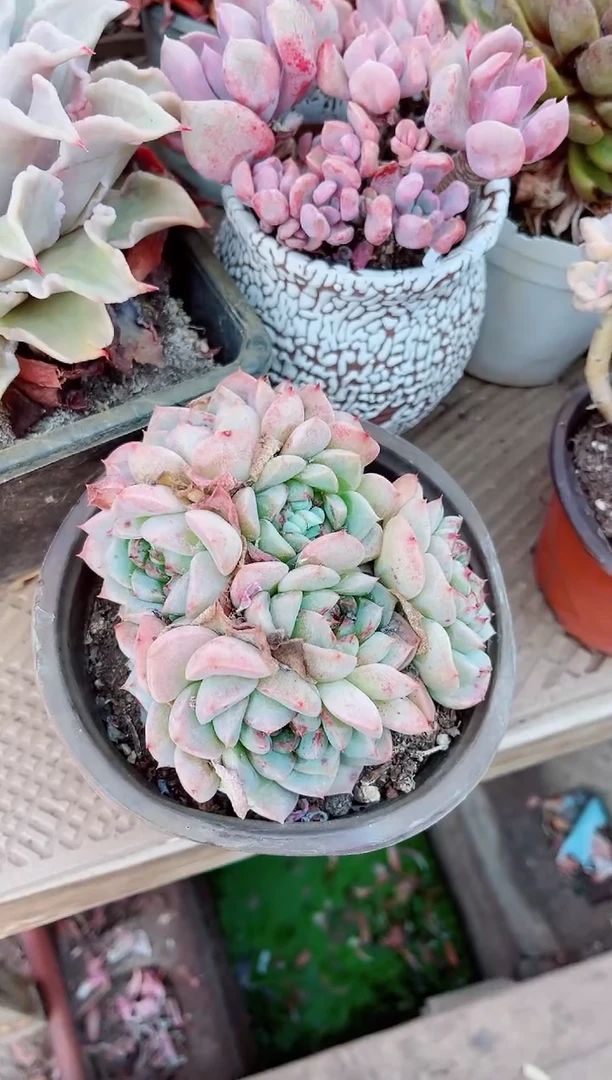 26062多肉植物一物一拍