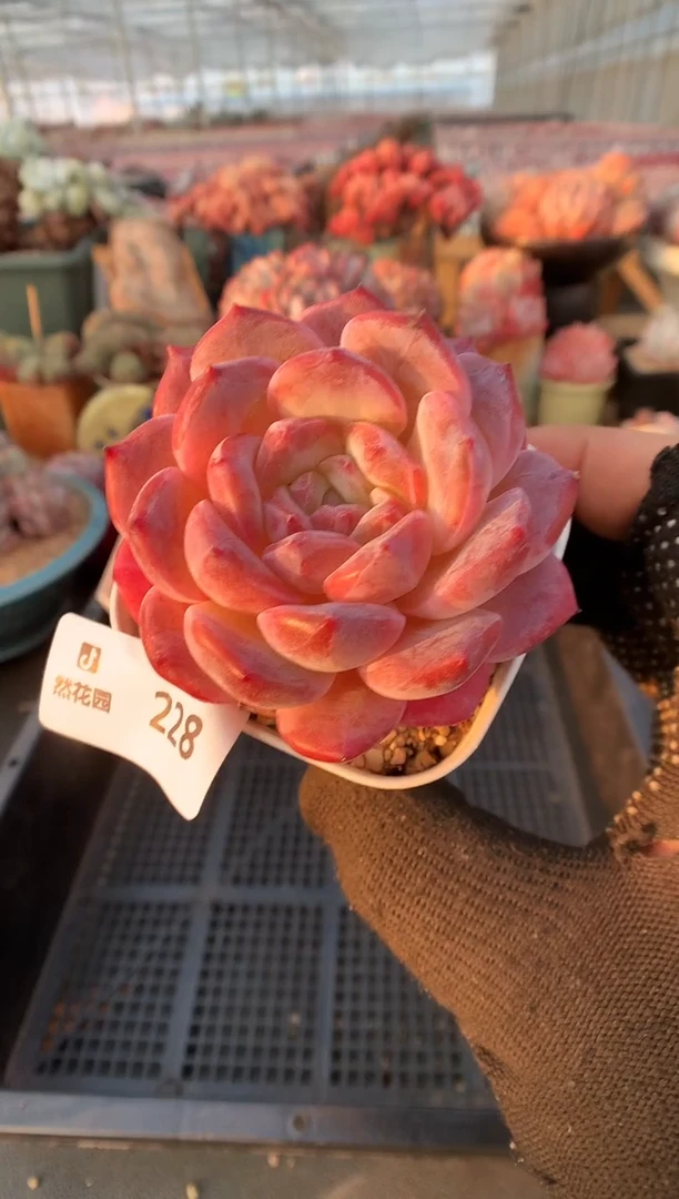 【闪购商品】228冰魄一物一拍