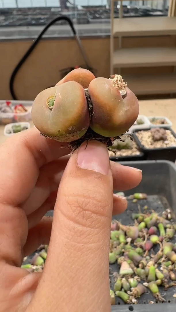 25-41多肉植物肉锥