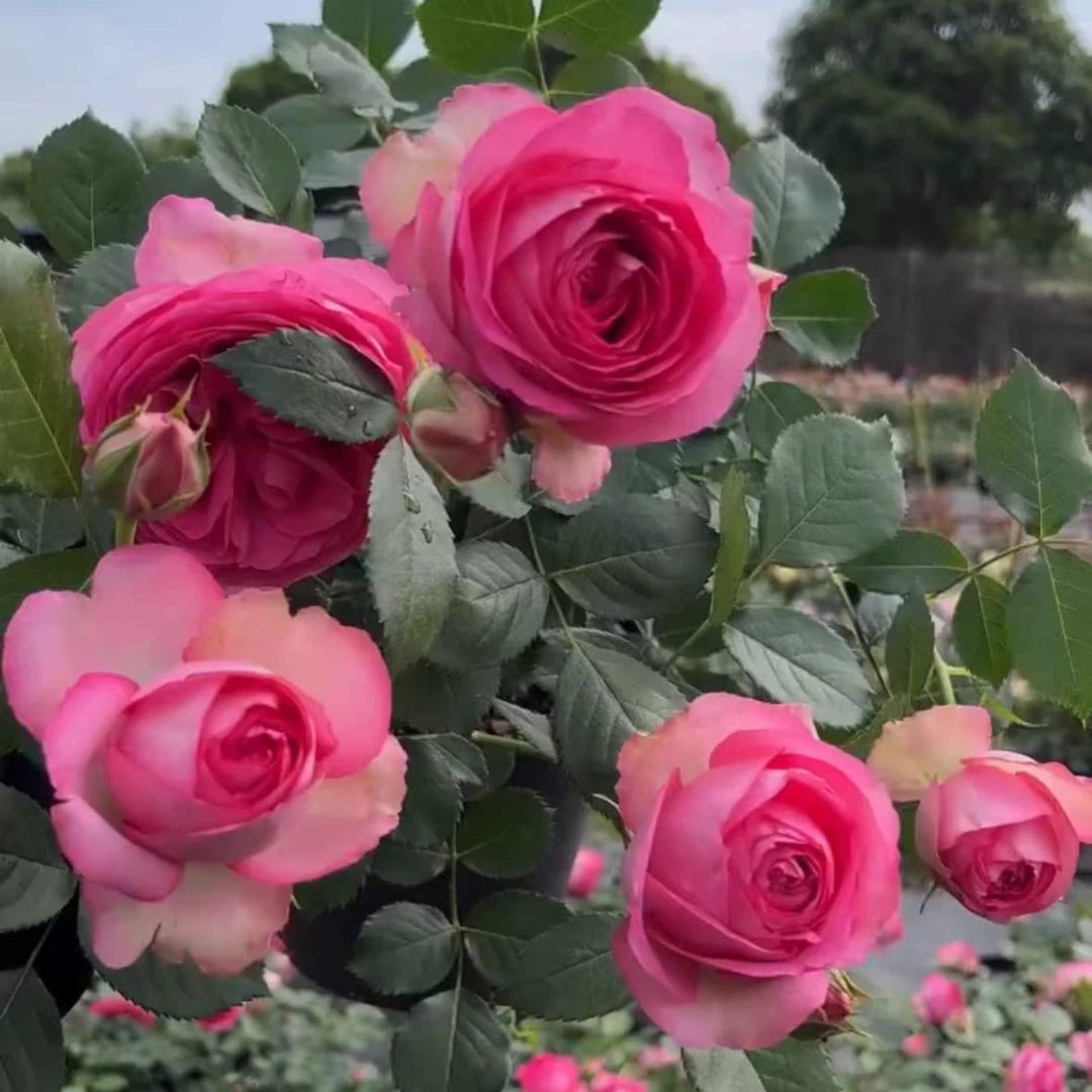 深粉龙沙宝石大花爬藤月季多季开花阳台庭院盆栽地栽围墙拱门花墙