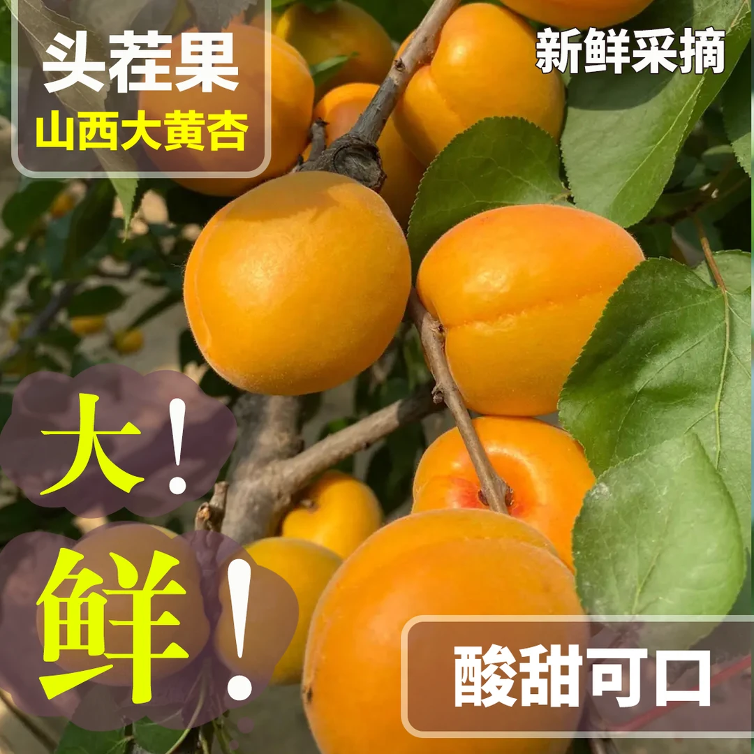 【果农直发】山西运城金太阳大黄杏新鲜香甜酸酸甜甜果香
