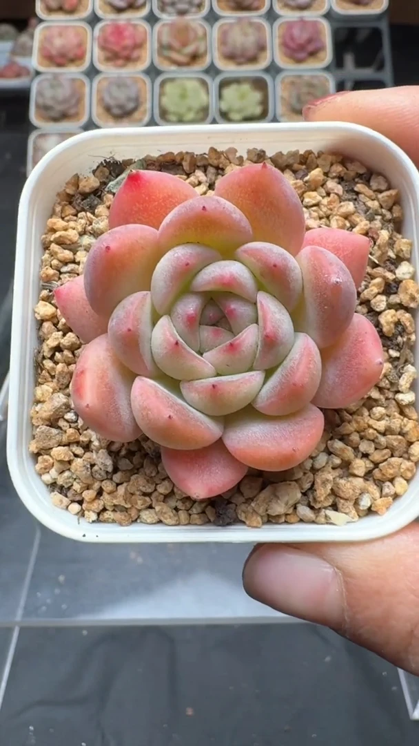 【闪购商品】772号珍妮多肉一物一拍3单包邮