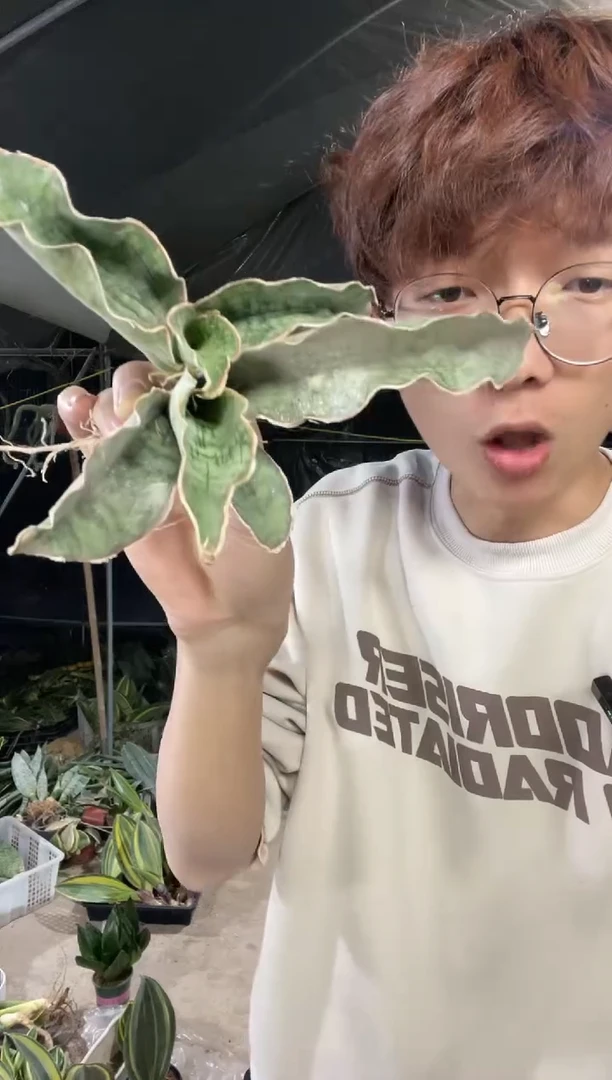 【闪购商品】龙翼小号2棵9.9