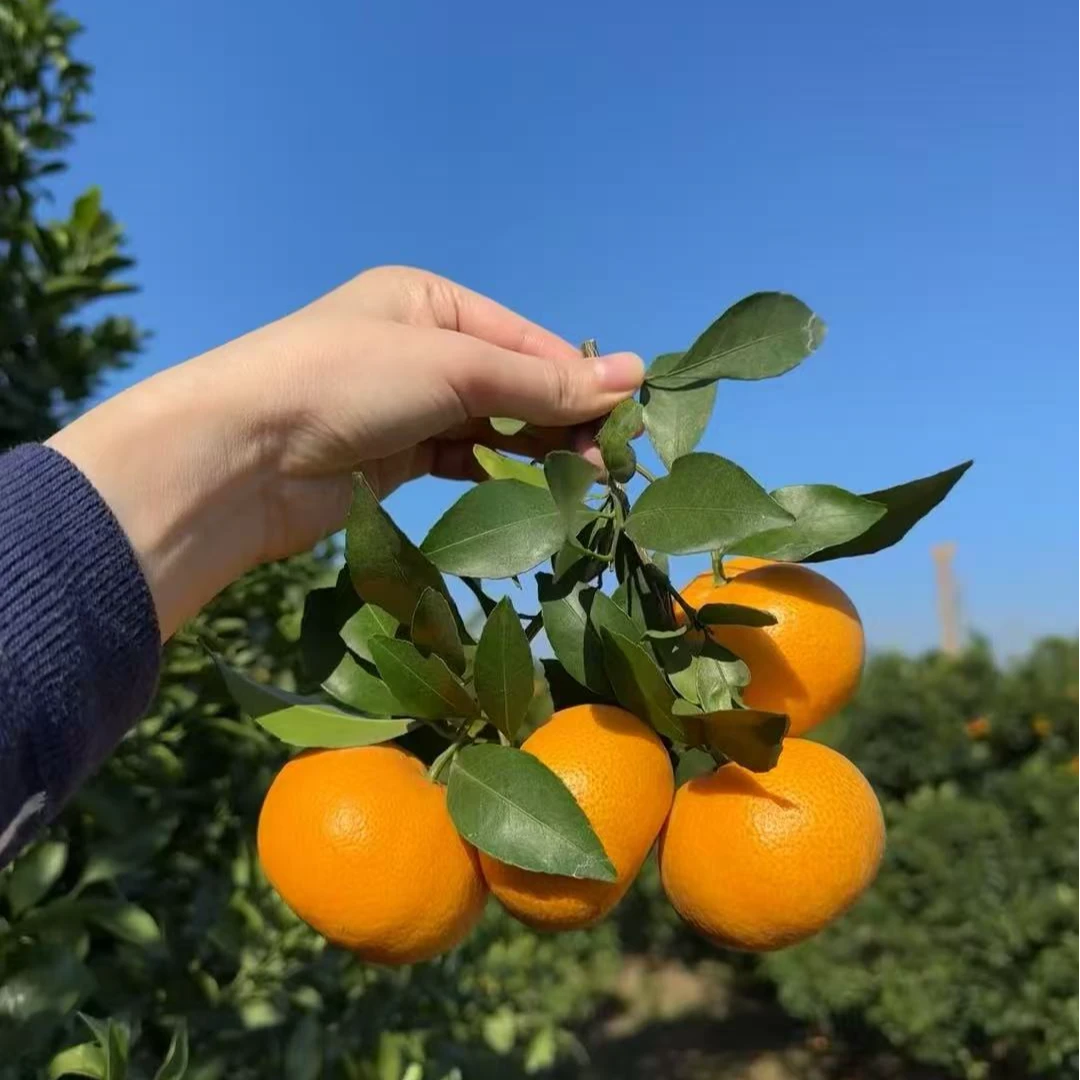 【正宗无籽砂糖橘】非常好吃 特别甜 果子大 盆栽地栽南方北方种植