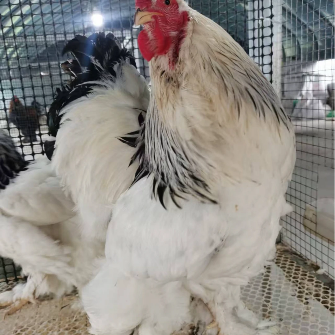 巨型婆罗门又好吃又好看