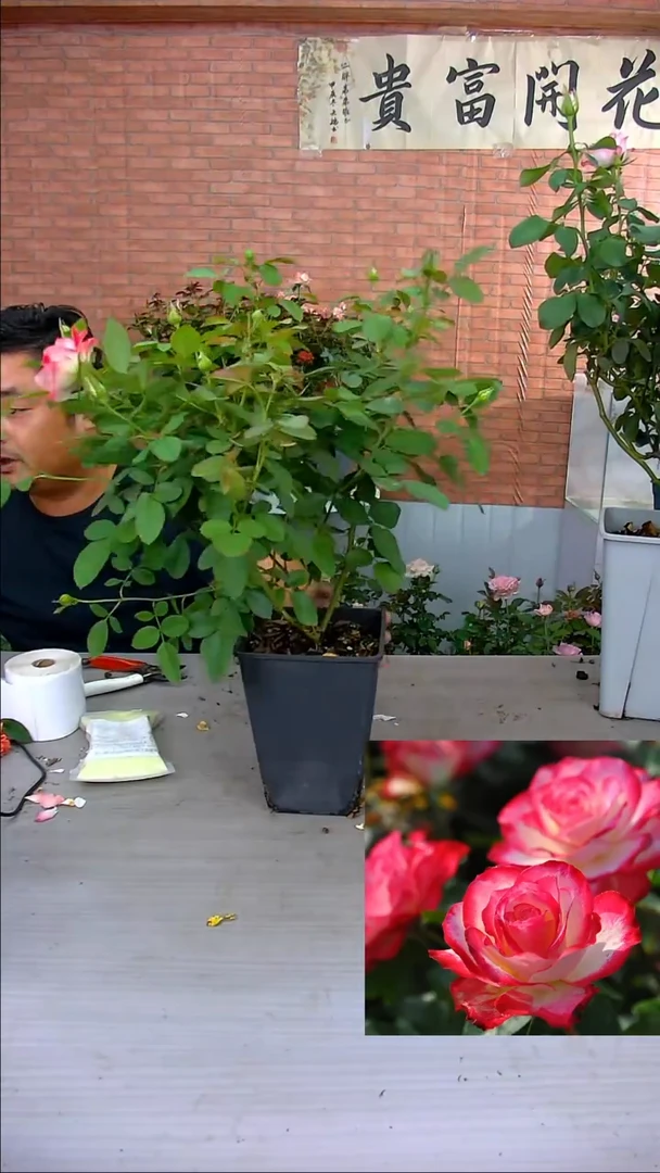 当前无花朵，栽培后可花朵公爵