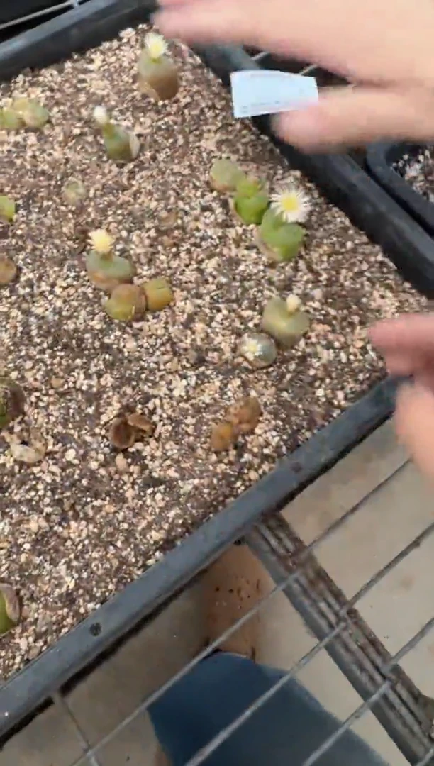 肉锥生石花11-463