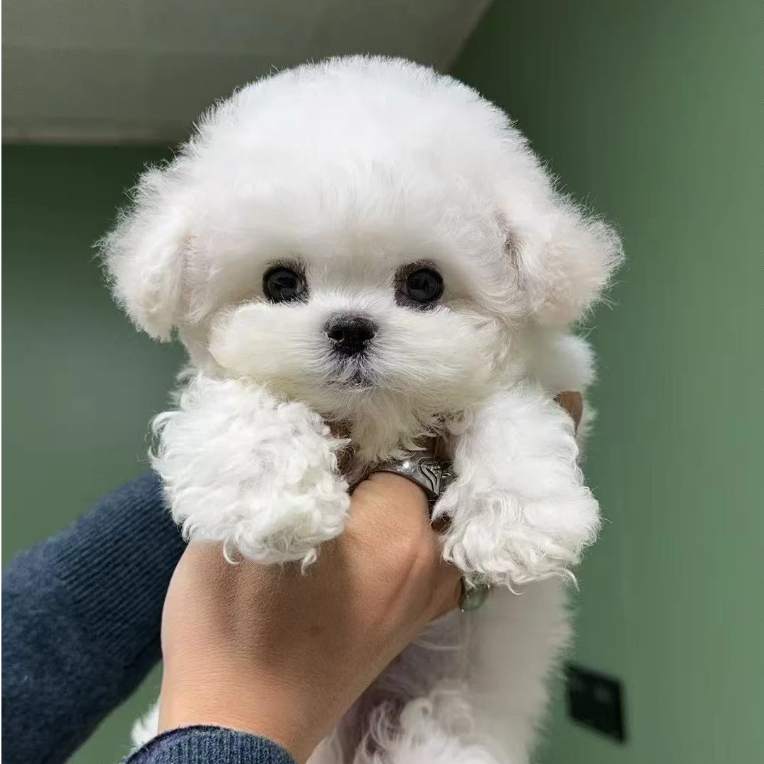 【安徽犬舍】韩系纯种比熊幼犬小体比熊犬活体宠物狗狗21000-30000