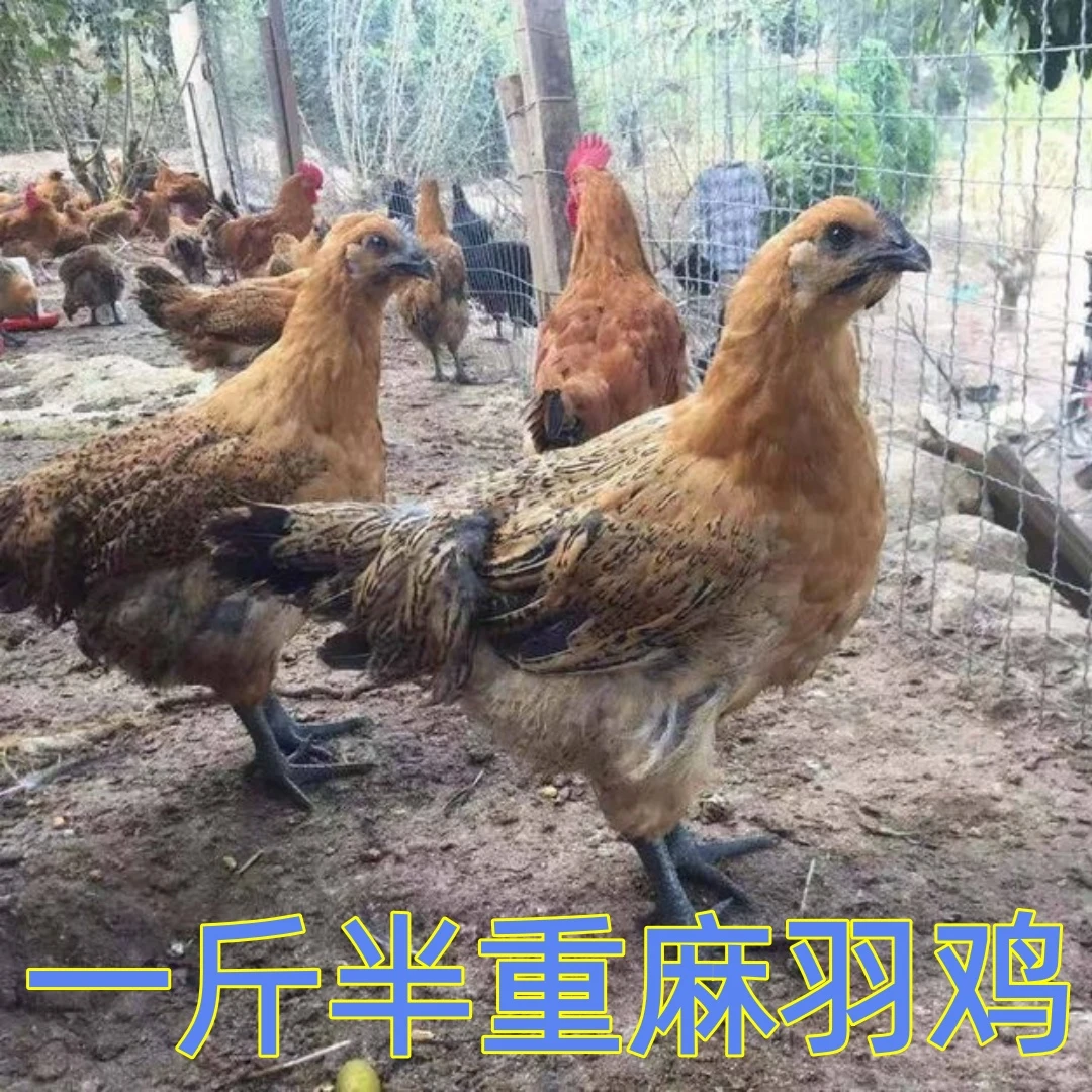 【鸡场直发】一斤半重长尾鸡宠物鸡农家散养土鸡红瑶鸡