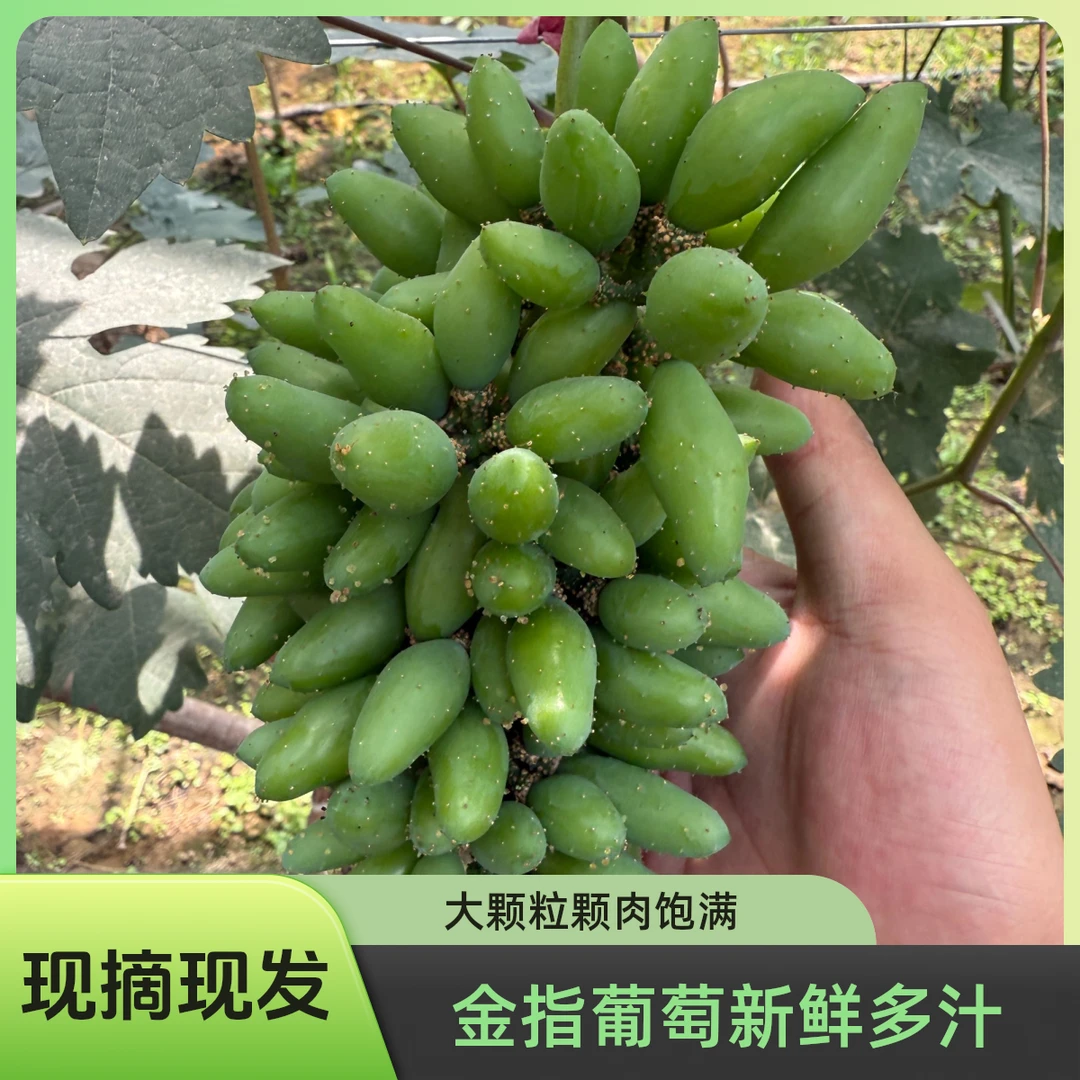 Z金手指】认领葡萄藤3斤现摘现发新鲜精品葡萄水果口感多汁高甜度