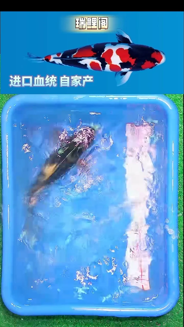 锦鲤瑞鲤阁精选--17