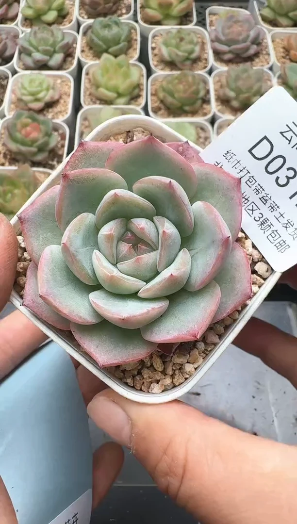 312D云禹多肉植物 带盆土纸巾打包 3颗包邮