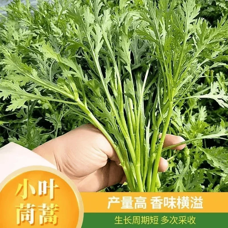 【全店满5包包邮】小叶茼蒿种子大全农家茼蒿种籽四季皇帝新手简
