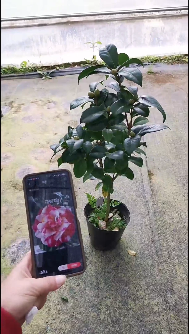 完全开放  花蝴蝶