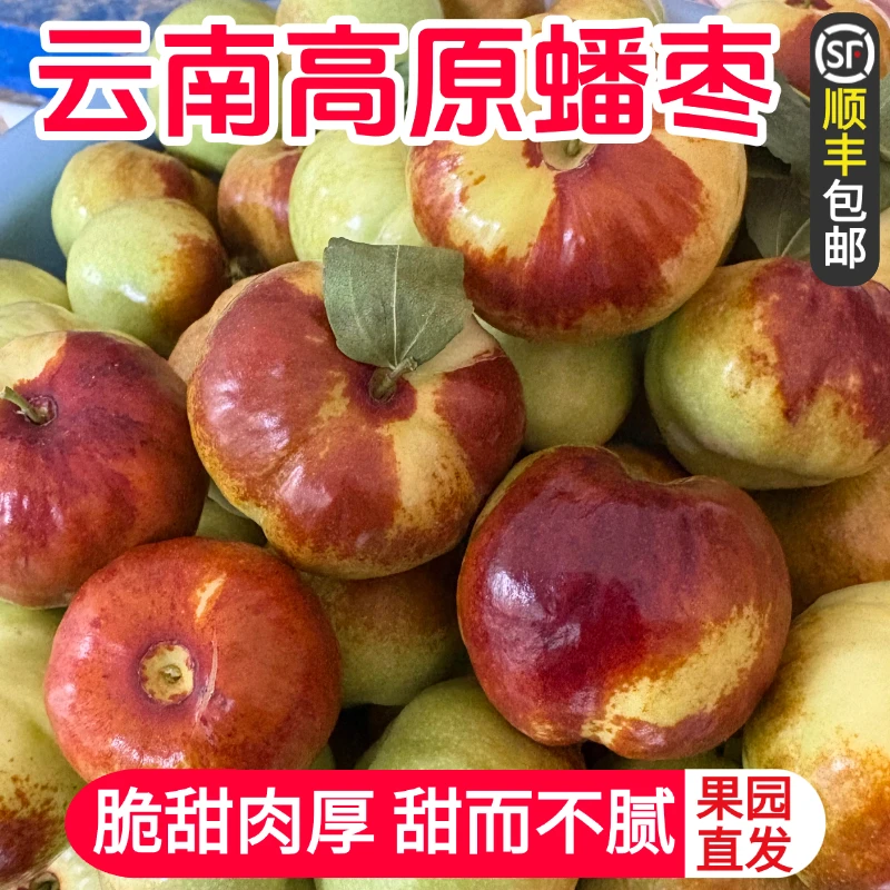 【顺丰包邮】正宗云南高原大蟠枣新鲜现摘应季大枣青枣红枣孕妇水果