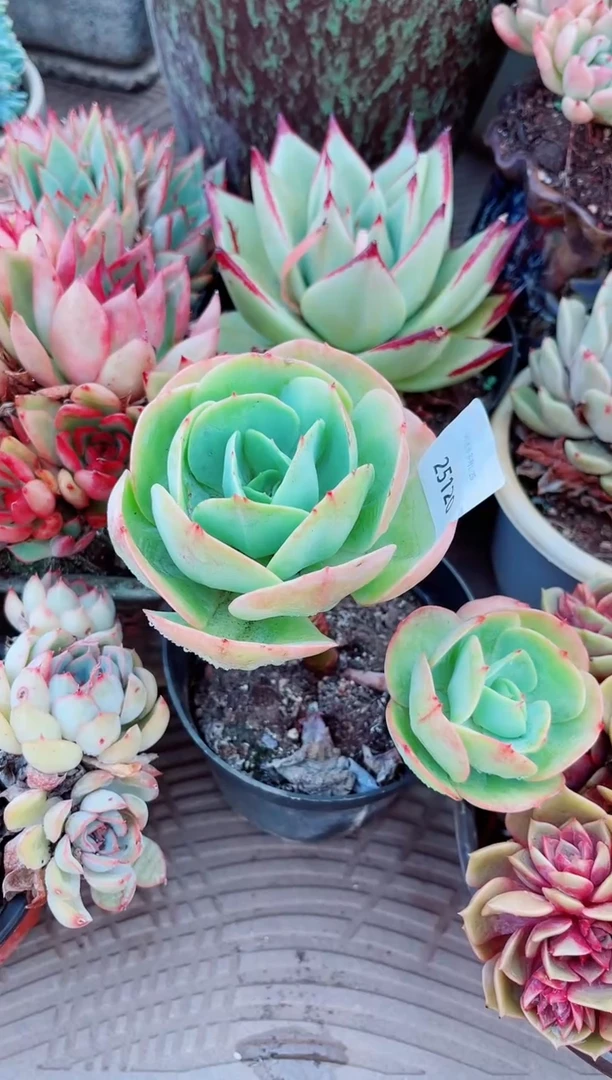 25120多肉植物一物一拍