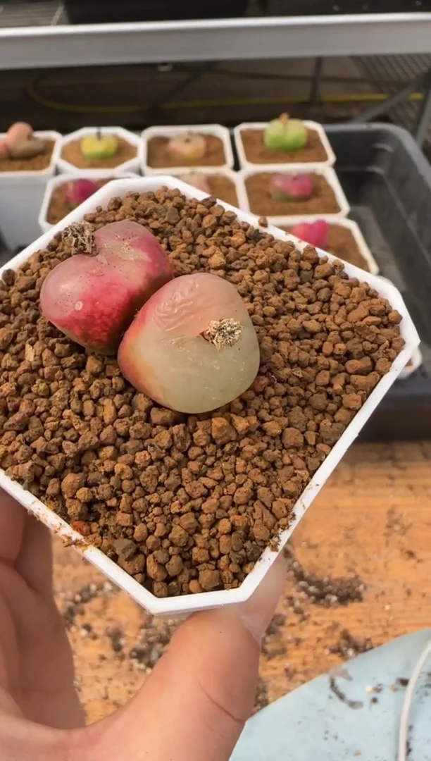 【闪购商品】20-178