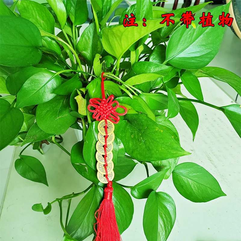 【姚易君推荐】绿植专用红色六D钱挂件点缀挂饰