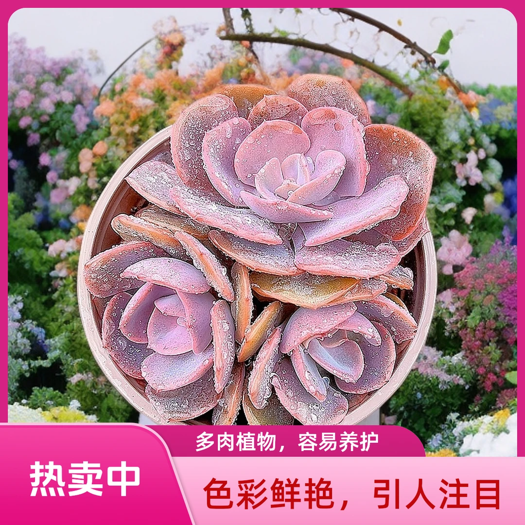 尘埃玫瑰  光头强多肉植物散光上盆种植固定净化空气耐旱