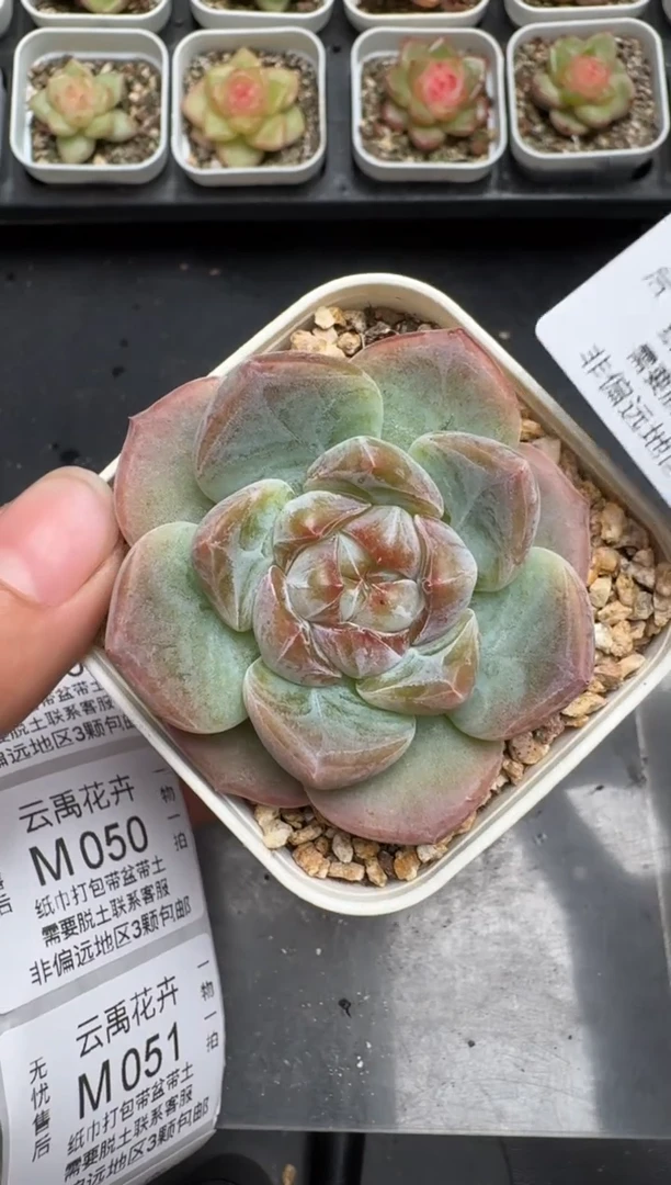 048M当天拍3颗包柚 带盆土纸巾打包 云禹花卉 珍妮多肉植物