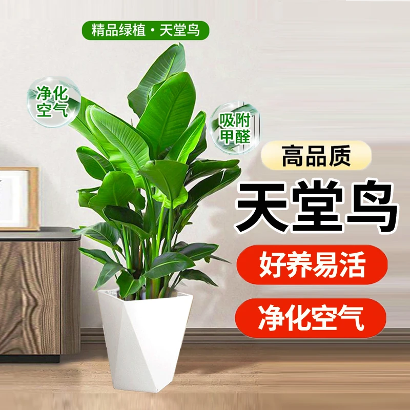 【90-1米】天堂鸟鹤望兰大型懒人绿植室内好养净化空气