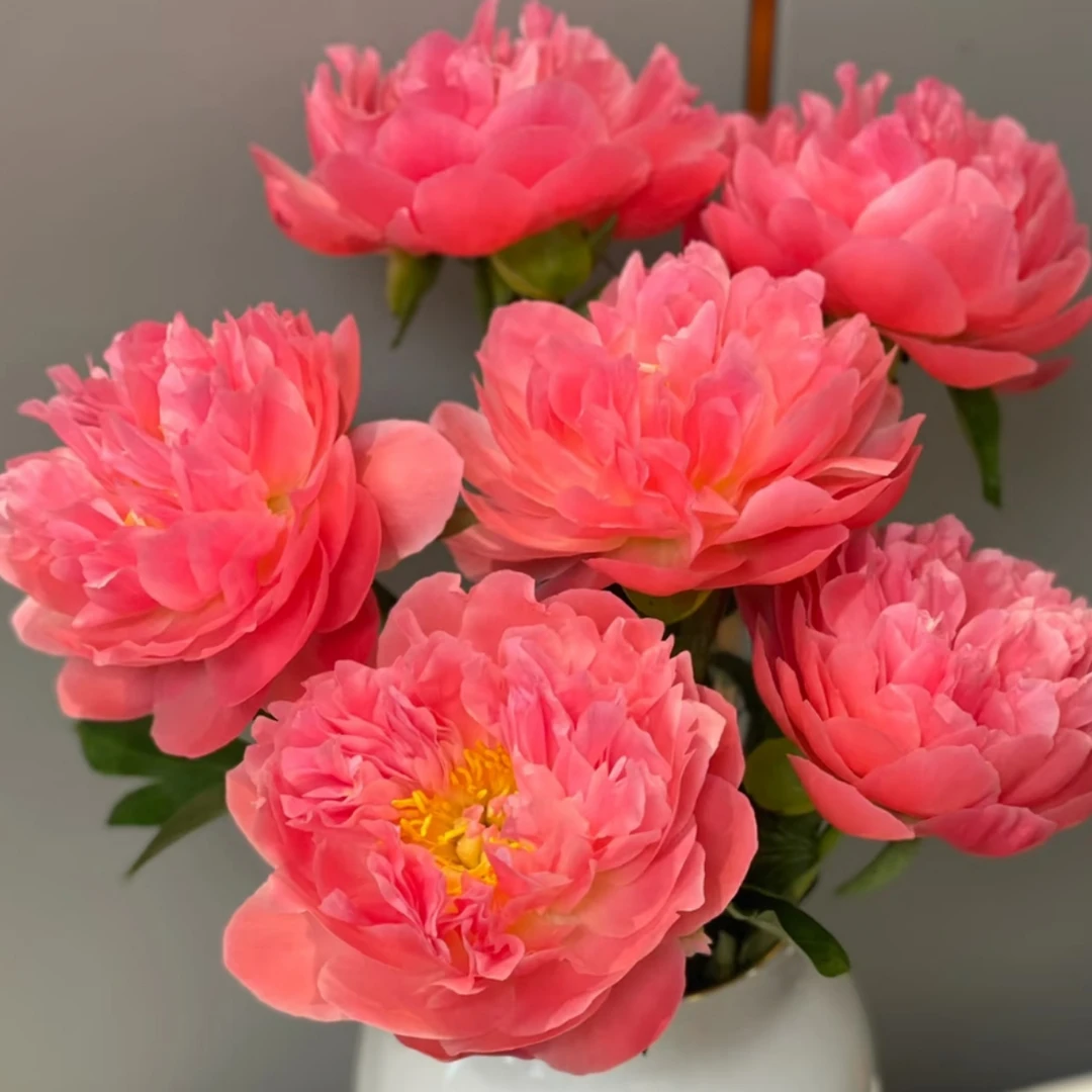 【沈阳桑野】夏威夷珊瑚芍药 同城配送最快1-3小时送达