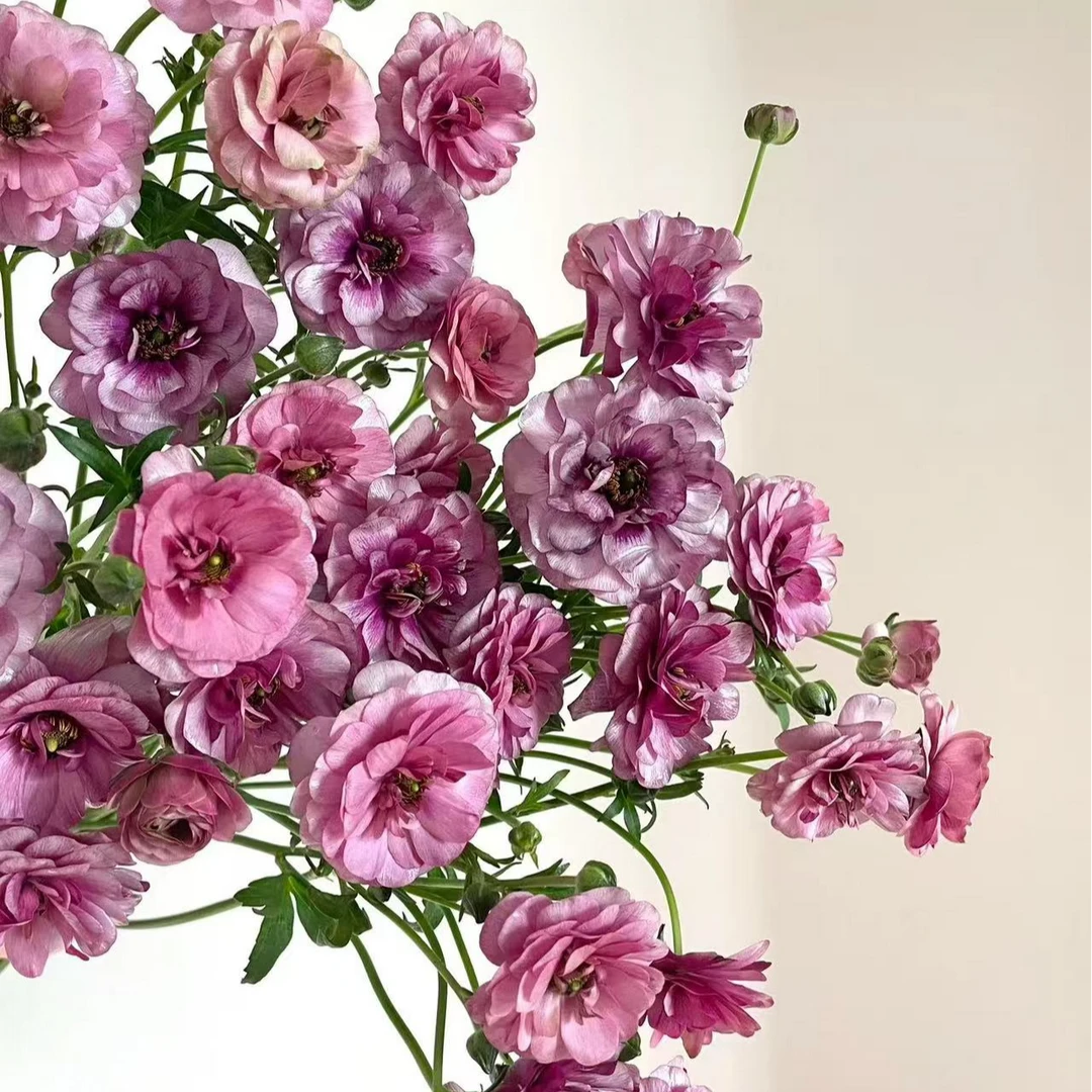 【乌梅子酱】稀有蝴蝶洋牡丹  玖枝花优选 基地直发鲜切花儿