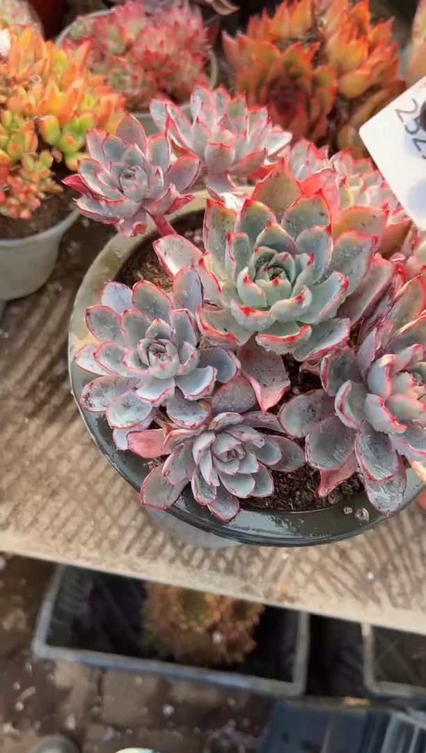 小****8多肉植物一物一拍25291