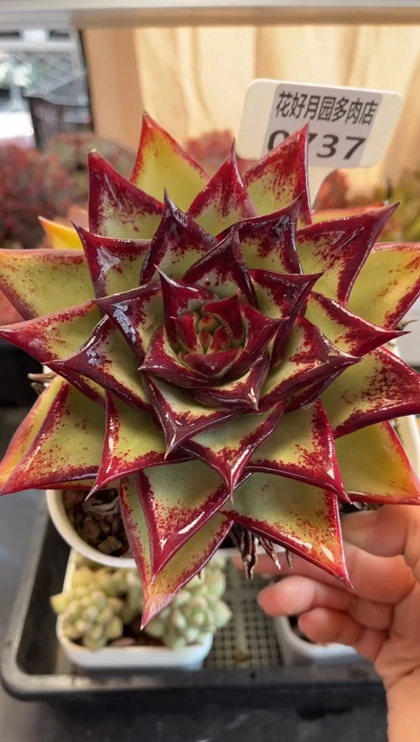 0737（天冷必拍保温箱）